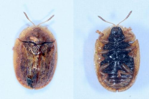 Réf. 165 766 : Hypocassida subferruginea
