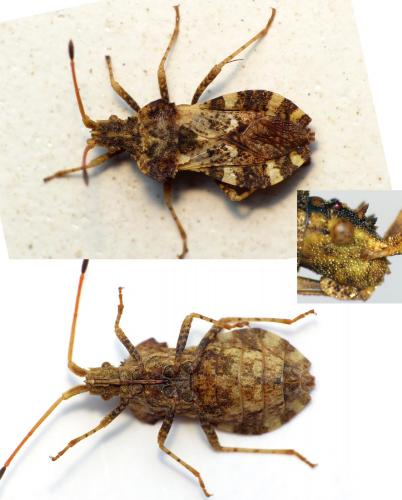 Réf. 165 764 : Centrocoris variegatus