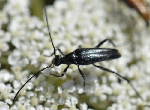 Rutpela nigra