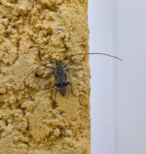 Réf. 165 857 : Leiopus femoratus