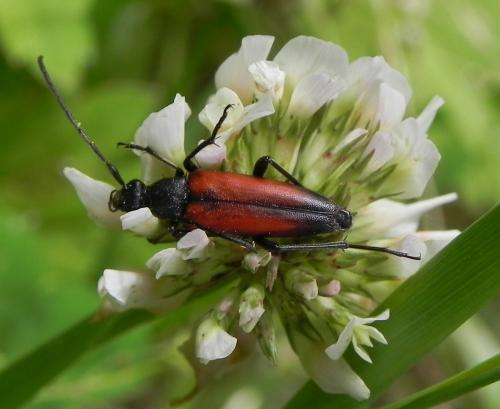 Réf. 165 921 : Stenurella melanura