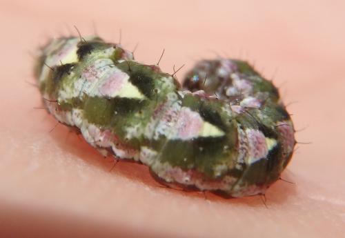 Entephria flavicinctata