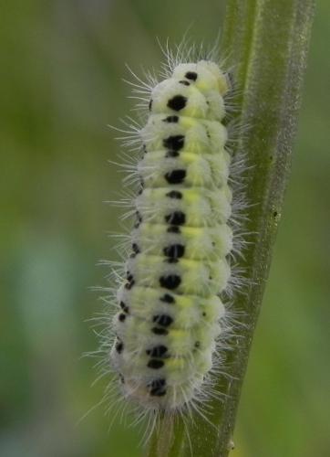 Zygaena sp.