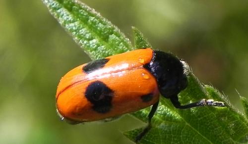 Réf. 165 312 : Clytra laeviuscula