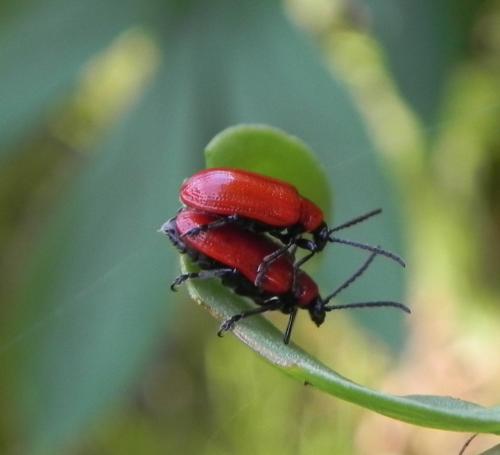 Lilioceris lilii