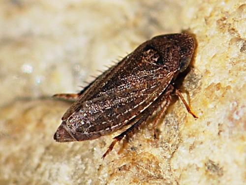 Aphrodinae