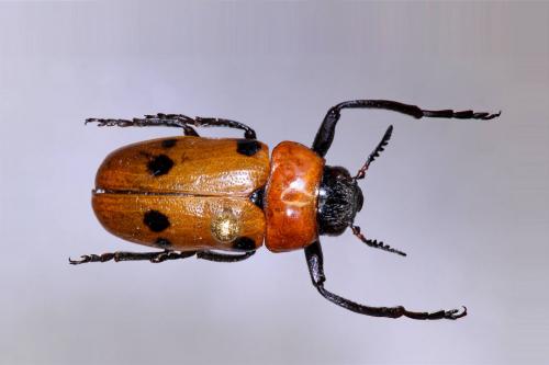 Tituboea sexmaculata