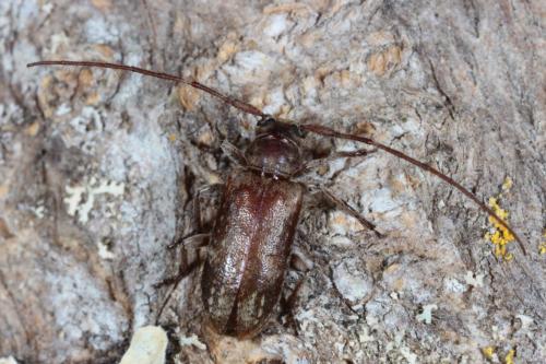 Réf. 165 509 : Exocentrus adspersus