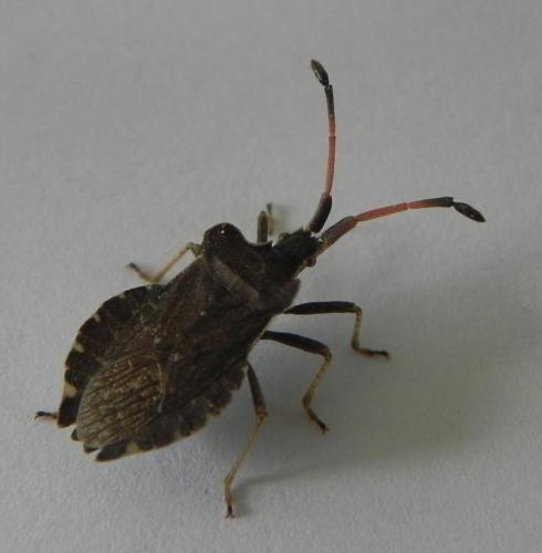 Réf. 165 329 : Enoplops scapha