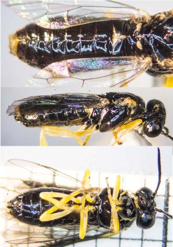 Aneugmenus coronatus