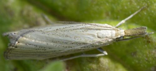 Réf. 165 718 : Agriphila straminella