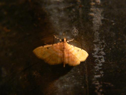 Notarcha quaternalis