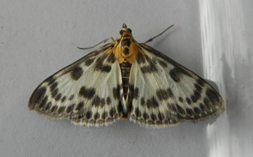 Réf. 165 305 : Anania hortulata
