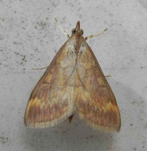 Réf. 165 923 : Ostrinia nubilalis
