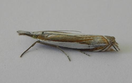 Réf. 165 802 : Crambus pascuella