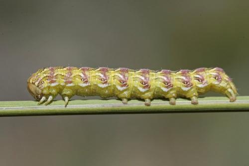 Cucullia chamomillae