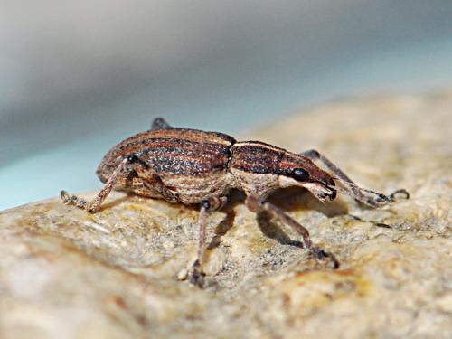 Réf. 165 229 : Charagmus gressorius