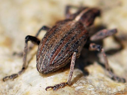 Réf. 165 148 : Charagmus gressorius