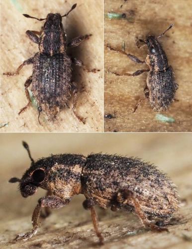 Réf. 165 443 : Sitona hispidulus