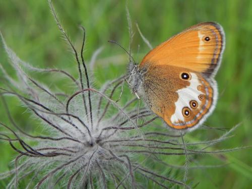 Réf. 165 160 : Coenonympha arcania
