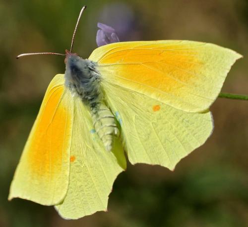 Réf. 165 900 : Gonepteryx cleopatra