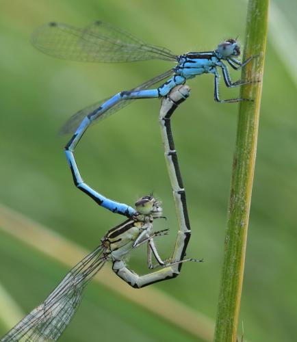 Coenagrion mercuriale