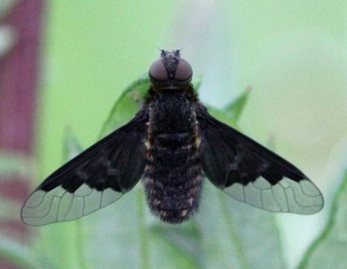 Réf. 165 186 : Hemipenthes morio