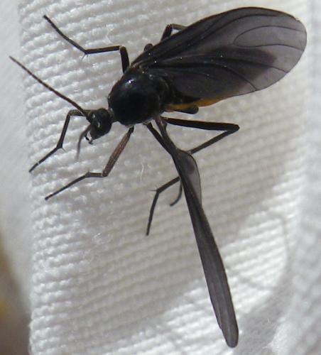 Réf. 165 994 : Sciara sp.