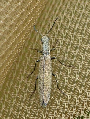 Réf. 165 010 : Dolichosoma lineare