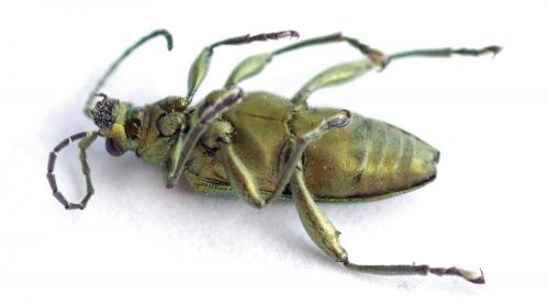 Donacia bicolora