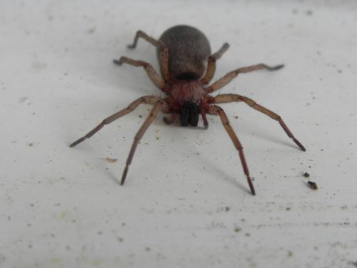 Réf. 165 645 : Drassodes sp.