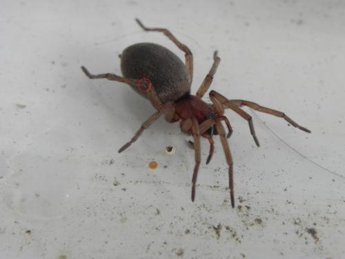 Réf. 165 646 : Drassodes sp.