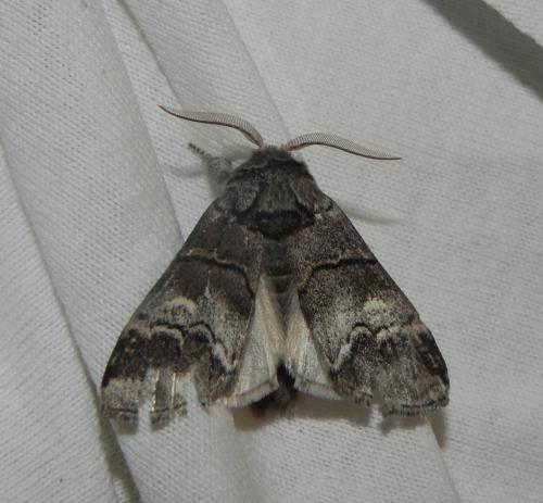 Réf. 165 569 : Drymonia querna