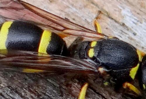 Ancistrocerus sp.