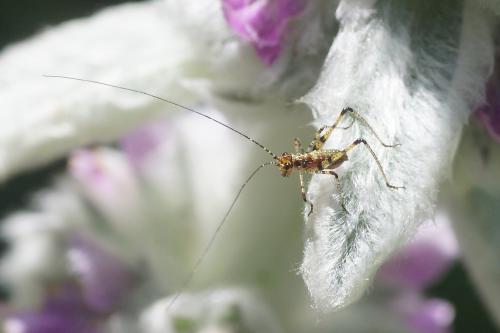 Réf. 165 023 : Phaneroptera sp.