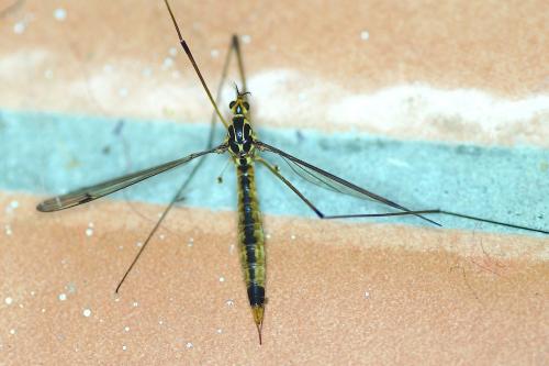 Nephrotoma sp.