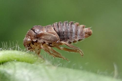 Pediopsis tiliae
