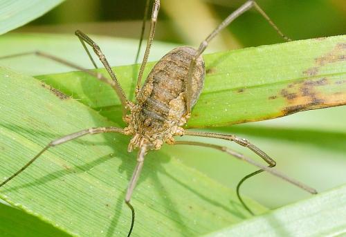 Phalangium opilio