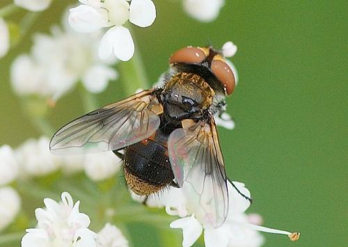 Réf. 165 244 : Ectophasia sp.