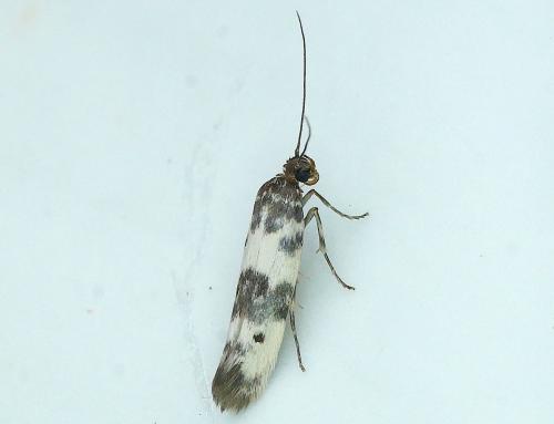 Réf. 165 242 : Enolmis acanthella