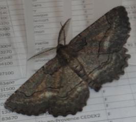 Nychiodes obscuraria