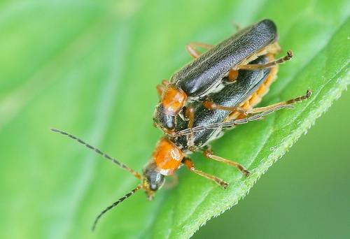 Réf. 165 290 : Cantharis flavilabris