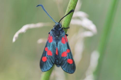 Réf. 165 293 : Zygaena trifolii