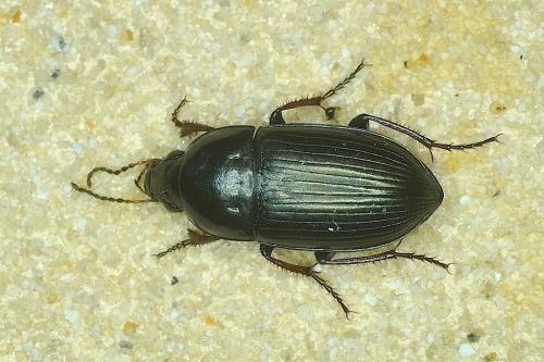 Amara sp.