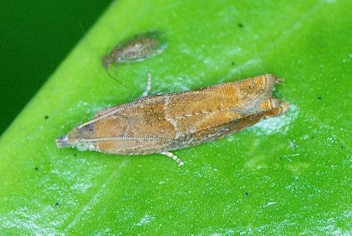 Réf. 165 508 : Epinotia tenerana