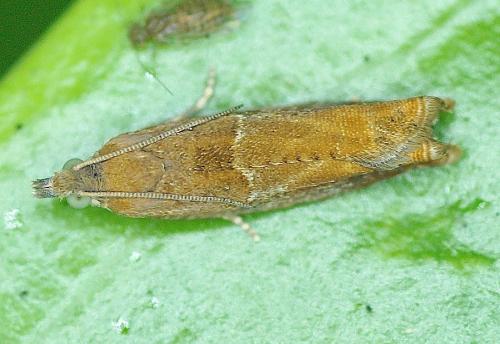 Réf. 165 498 : Epinotia tenerana