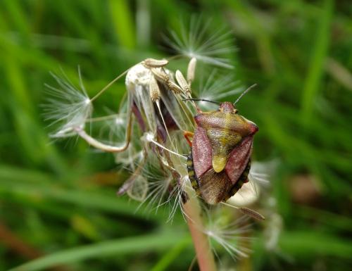 Carpocoris purpureipennis