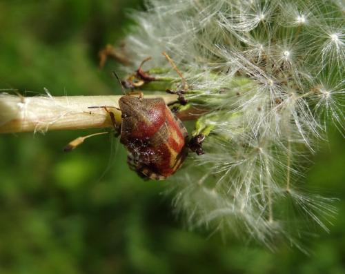 Eurygaster testudinaria