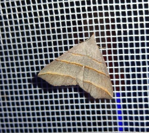 Colobochyla salicalis