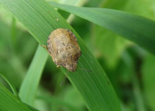 Réf. 165 000 : Eurygaster testudinaria